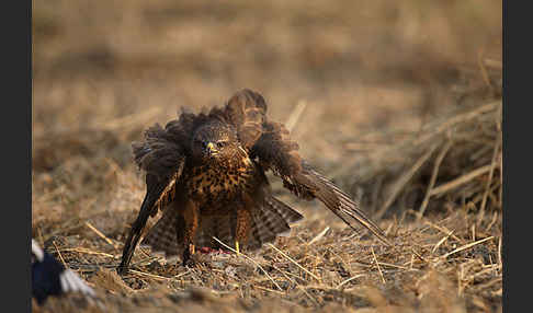 Mäusebussard (Buteo buteo)