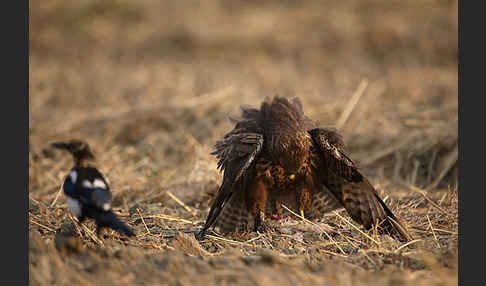 Mäusebussard (Buteo buteo)