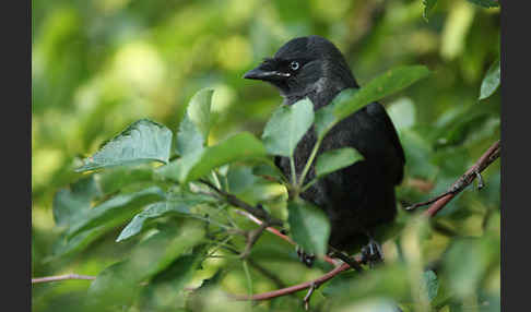 Dohle (Corvus monedula)