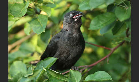 Dohle (Corvus monedula)