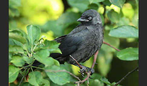 Dohle (Corvus monedula)