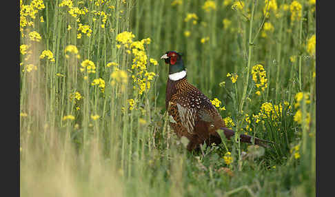 Fasan (Phasianus colchicus)