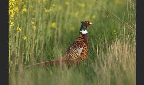 Fasan (Phasianus colchicus)