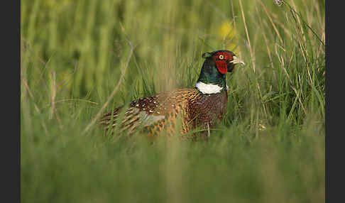 Fasan (Phasianus colchicus)