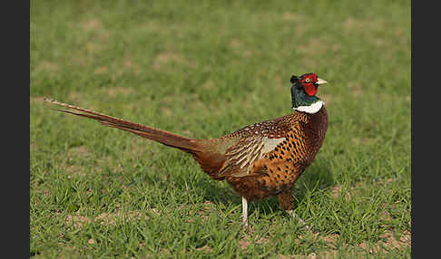 Fasan (Phasianus colchicus)