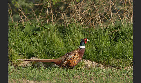 Fasan (Phasianus colchicus)