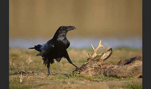 Kolkrabe (Corvus corax)