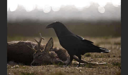 Kolkrabe (Corvus corax)