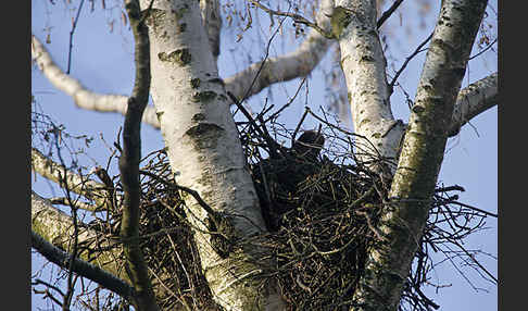 Mäusebussard (Buteo buteo)