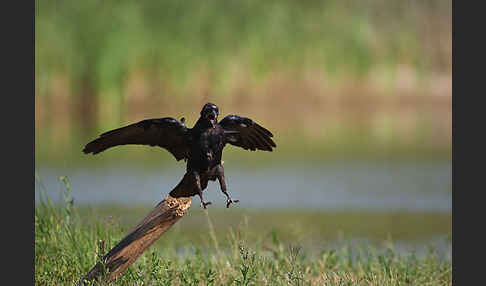 Kolkrabe (Corvus corax)