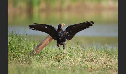 Kolkrabe (Corvus corax)