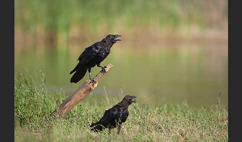 Kolkrabe (Corvus corax)