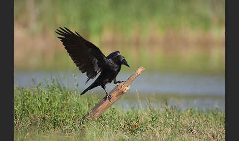 Kolkrabe (Corvus corax)