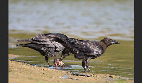 Kolkrabe (Corvus corax)