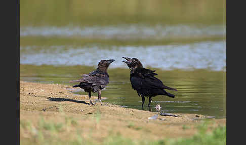 Kolkrabe (Corvus corax)