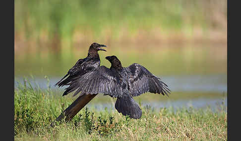 Kolkrabe (Corvus corax)