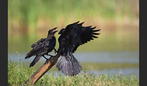 Kolkrabe (Corvus corax)