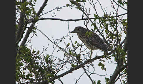 Nachtreiher (Nycticorax nycticorax)