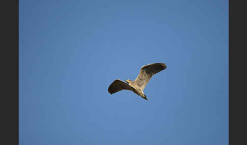 Nachtreiher (Nycticorax nycticorax)