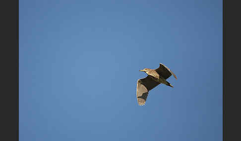 Nachtreiher (Nycticorax nycticorax)