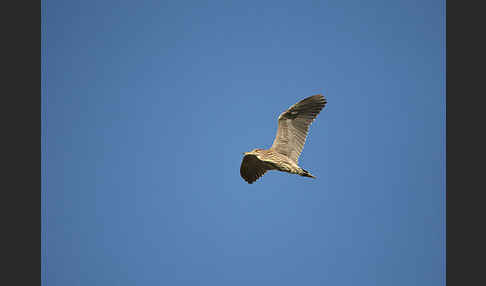 Nachtreiher (Nycticorax nycticorax)