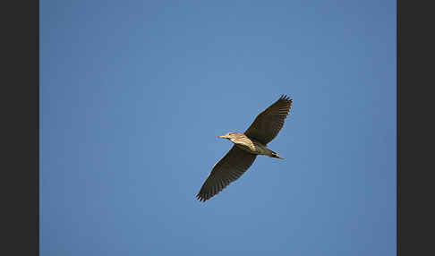 Nachtreiher (Nycticorax nycticorax)