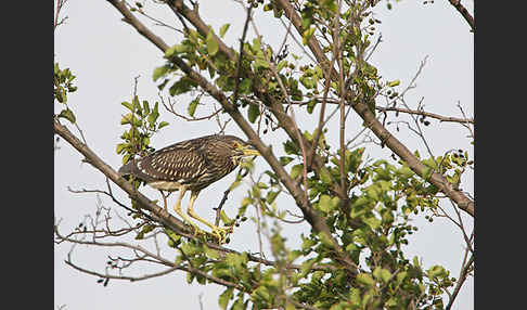 Nachtreiher (Nycticorax nycticorax)