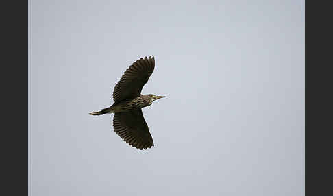 Nachtreiher (Nycticorax nycticorax)