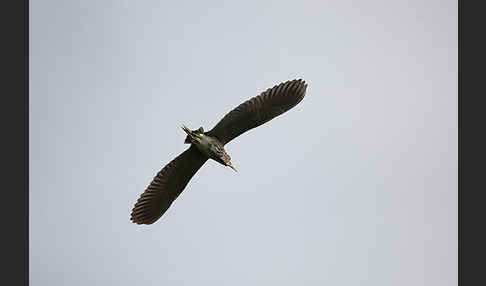 Nachtreiher (Nycticorax nycticorax)