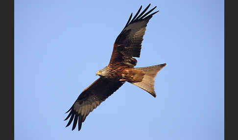 Rotmilan (Milvus milvus)