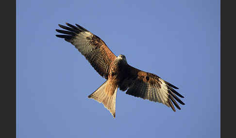 Rotmilan (Milvus milvus)