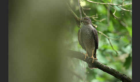 Sperber (Accipiter nisus)