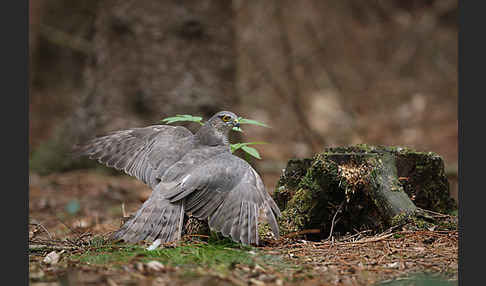 Sperber (Accipiter nisus)