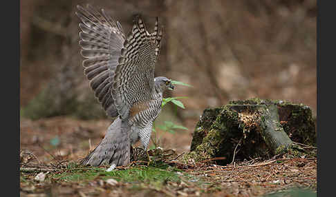 Sperber (Accipiter nisus)