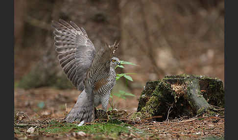 Sperber (Accipiter nisus)