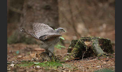 Sperber (Accipiter nisus)