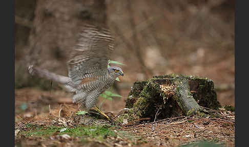 Sperber (Accipiter nisus)