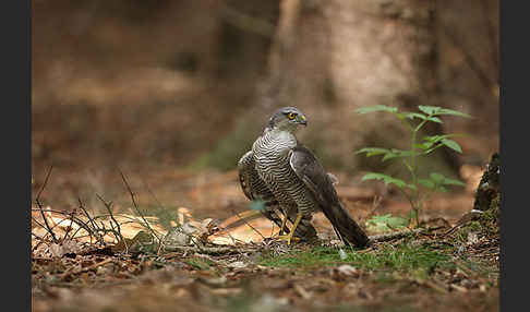 Sperber (Accipiter nisus)