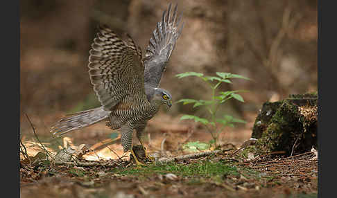 Sperber (Accipiter nisus)