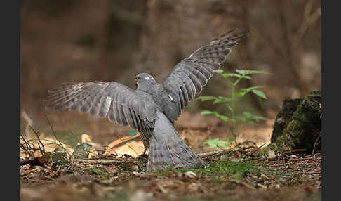 Sperber (Accipiter nisus)