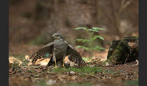 Sperber (Accipiter nisus)