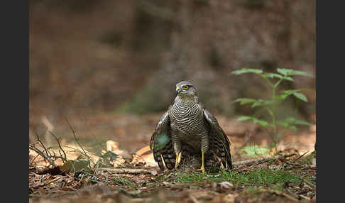 Sperber (Accipiter nisus)