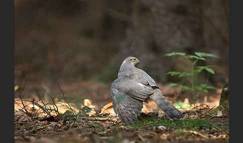 Sperber (Accipiter nisus)