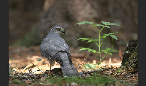 Sperber (Accipiter nisus)