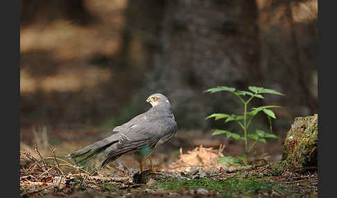 Sperber (Accipiter nisus)