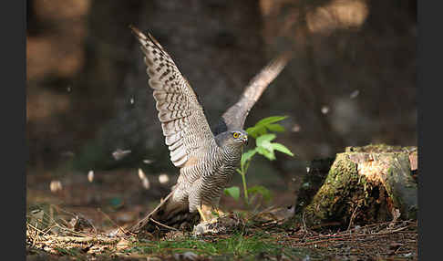 Sperber (Accipiter nisus)