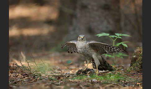 Sperber (Accipiter nisus)