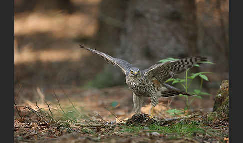 Sperber (Accipiter nisus)