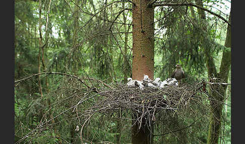 Sperber (Accipiter nisus)