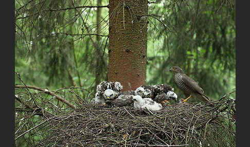 Sperber (Accipiter nisus)